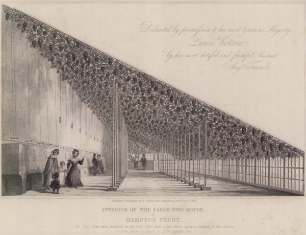 Interior of the Large Vine House at Hampton Court