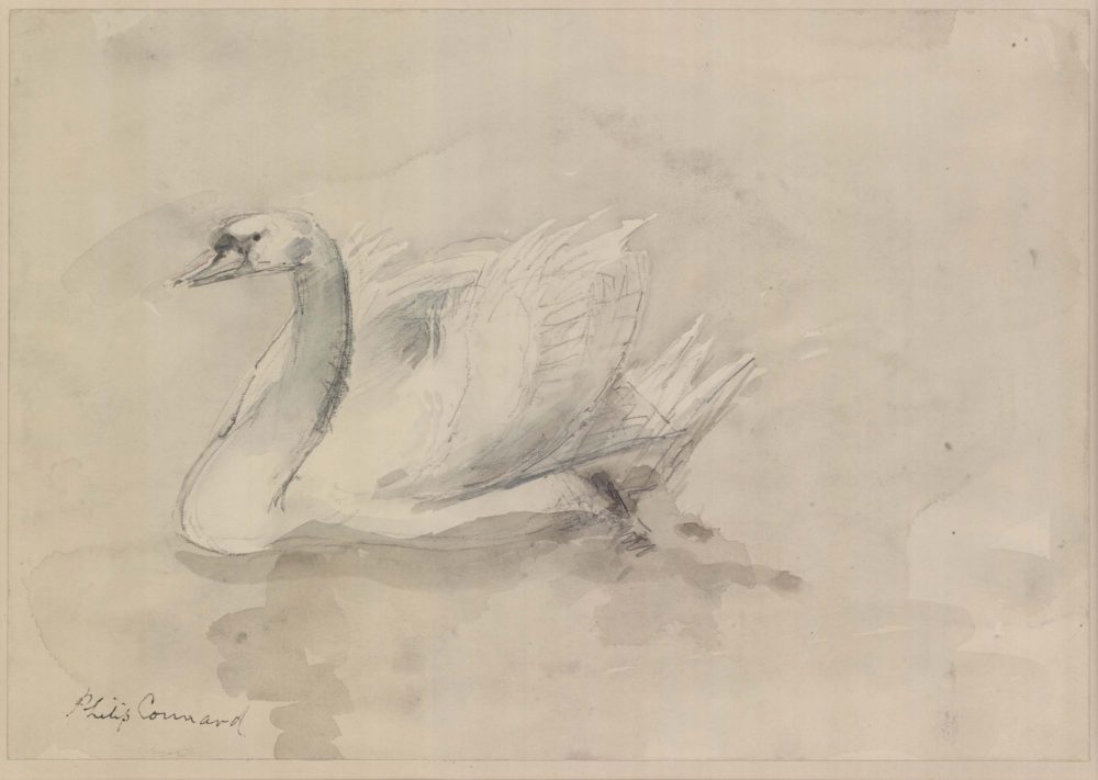 A Swan