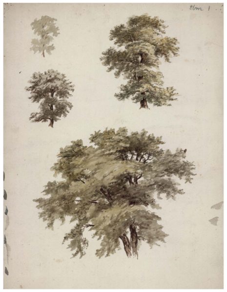 Elm