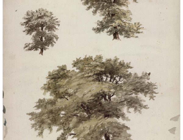Elm