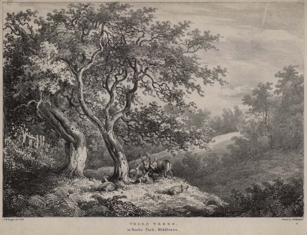 Thorn Tree in Bushy Park Middlesex