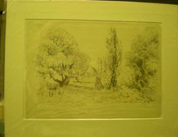 A Corner in Palewell Common