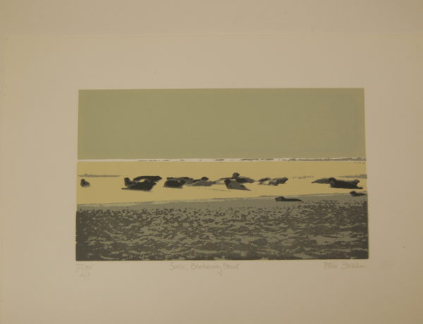 Seals Blakeney Point