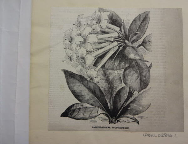 Jasmine Flower Rhododendron