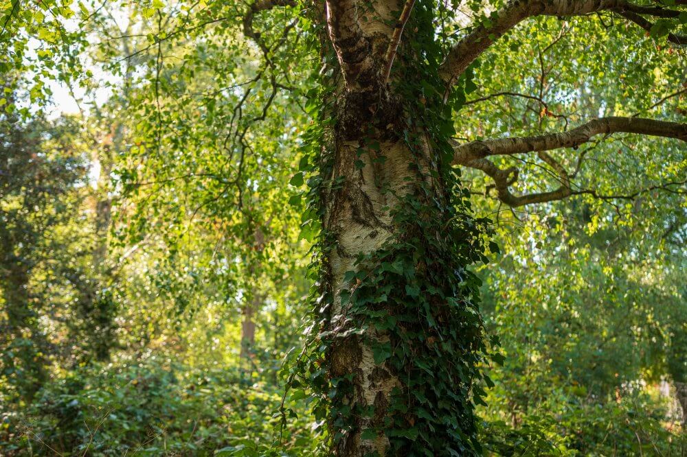 The gallery’s woodland bursting with green leaves on a sunny day. In the centre, ivy climbs a tree’s trunk.