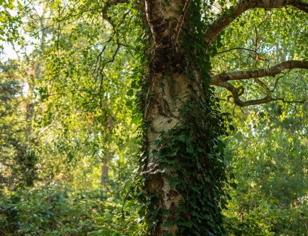 A Deeper Look into the Gallery’s Woodland with the Parks Team