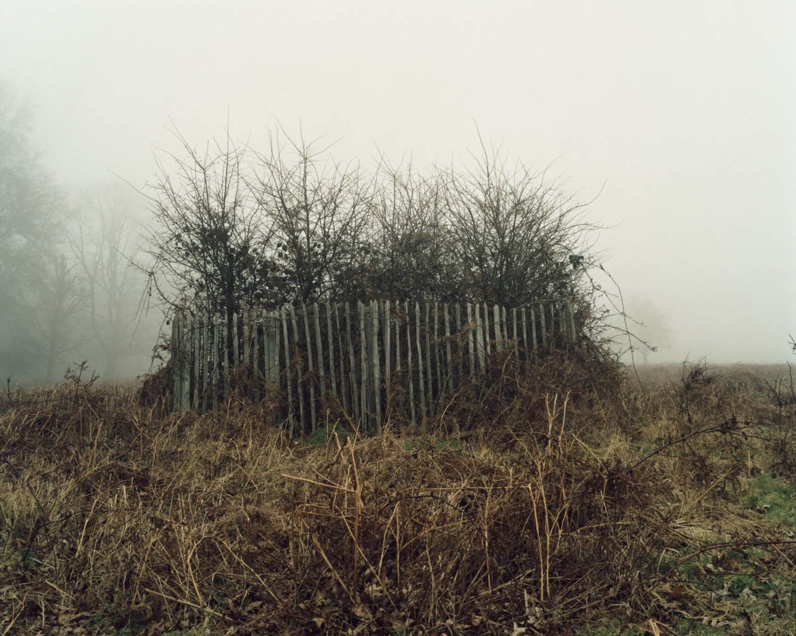 <p>Richmond Park by Caroline James</p>